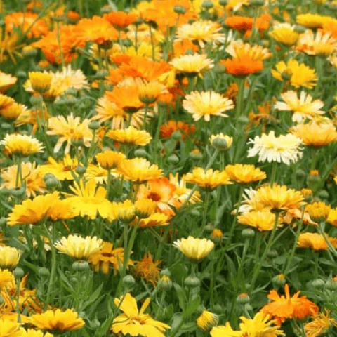 Calendula Face and Body Cream