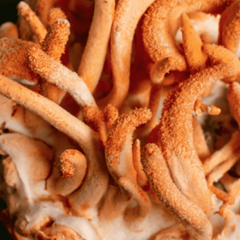 Cordyceps