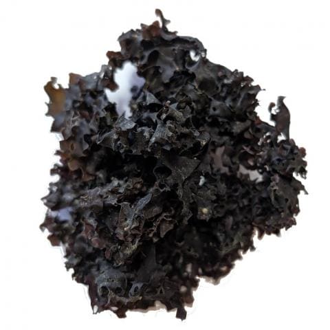 Irish Moss - Whole Leaf