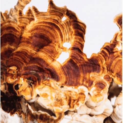 Reishi